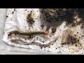 I released my Dracula ants :(