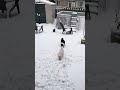 Ep686: 2 y old Chihuahua: playing in snow