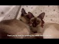 Siamese Cats - Relaxing after dinner.