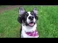 Star - Amazing 4 month old Border Collie Puppy