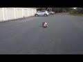 Skateboarding bulldog