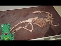 Journey Through Time: Discover Dinosaur Fossils at Leicester Museum | Rawrsome | Rutland Dinosaur