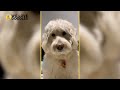 Sheepadoodle vs. Goldendoodle -  What's The Difference? 🐶🦴🐶