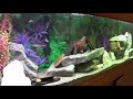 African Cichlids and Relaxing Music