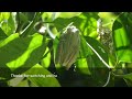 WOW! AMAZING Gladiator Frog in Costa Rica!