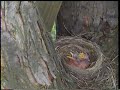 Robin sitting on nest and feeding babies