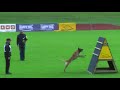 FCI IPO 2010 Peter Scherk (B) Germany 服従 ﾄﾞｲﾂ Belgian Malinois