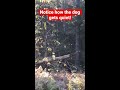 BIGFOOT INTERACTS WITH DOG! | Squatch Watchers #Shorts