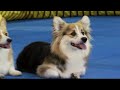 Pembroke welsh corgi - from Dog101