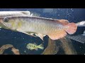 22 October 2017 Arowana Community Tank Vlog #186