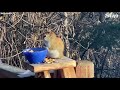 Squirrel gets DRUNK eating fermented pears