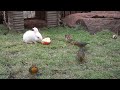 Cat TV for cats to watch 😺 Adorable summer birds, bunnies and Guinea Pig🐿 24 hours 4K HDR 60FPS