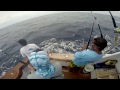 32 Blue Marlin with Fishermans Center in Costa Rica