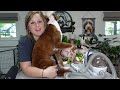 Oneisall Pet Grooming Kit | Lets Groom Our Mini Goldendoodle!