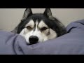 What The Morning With My Husky Looks Like