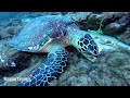 Best of Maldives Liveaboard