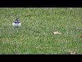 Zigzagging, Stopping and Starting. Killdeer Foraging Behavior, Governors Island