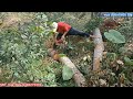 Vua Dừa Miền Tây// vua dừa leo cưa khớp khúc cây dừa chết ngọn ở trong vườn cây ăn trái