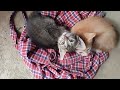Funny Videos 2024 🤣 Cutest Cats Videos 2024 😘☺️