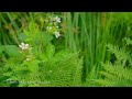 Relax and De Stress with Beautiful Nature Videos and Soothing Music to Combat Anxiety and Depression