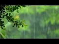 Gentle Rain & Thunder | Helps with Sleep, Study, Meditation, PTSD, Insomnia & Tinnitus