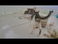 Try Not To Laugh Dogs And Cats 😻🤣 Best Funniest Animals Video 2024 😻