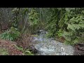 Birds Singing and Stream Sounds, Heal Stress, Anxiety and Depression, White Noise for Relaxing, ASMR