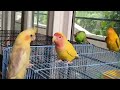 How Baby cockatiel react in a group of love birds