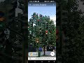 Traffic Light Tree found on Google Map || Google Earth Secrets || Noori TV