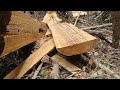 membelah kayu tiang rumah 6x6x10 stihl ms360 tua tapi masih gagah perkasa🤣#woodworking #chainsawman