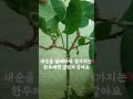 #씨앗으로 5년 키운#단감나무#곁가지가 아홉개예요 토피어리 만들고싶어요#pet plants #반려식물#gardening