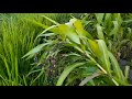 Beautiful view of my village paddy fields | Livelihood| Sweat of Farmers.