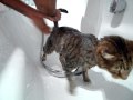 Our Cat Max Getting a shower.