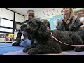 'Schnoodle' therapy dog bringing joy to northeast Ohio schools: Ready Pet GO!