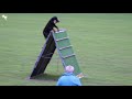 Ossian Modin and Tapto´s Extreme - 3rd place 3. Place Rottweiler World Championship 2018