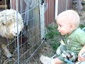 Goat Won't Share Devon with a Sheep