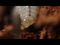 Wasp LARVAE Clip sequence