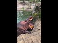 Hungry Hippos Enjoy Pumpkin Treats || ViralHog