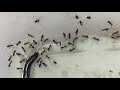 BLIND SNAKE VERSUS ANTS!!!