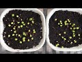 FASTER Seed Germination Using Hydrogen Peroxide | Experient | Scientifically Proven