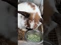 Rabbitry tour/update and new rabbits
