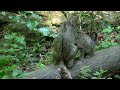 Thaya Valley - Exploring the Heart of European Wilderness | Full Documentary