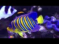 Top 10 most beautiful saltwater fish in the reefing hobby