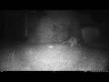 Voopeak TC08 4K Solar Powered Trail Camera | Night Test Footage