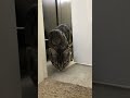 Cat Running Through Door and Hitting Self on Wall