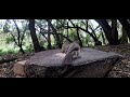 CaT TV 45~ 🐿️🦃Watch a Squirrel & a Big Bird in the Woods in a Game Reserve in South Africa🇿🇦.