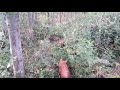pigs in forrest