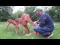 Ep 7:  My Deer Friends and New Fawns! :-) Summer 2017