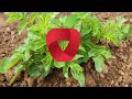 Natural methods of protecting potatoes from Colorado potato beetle