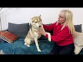 Husky Dogs Meet My Mom After Half a Year! So Emotional